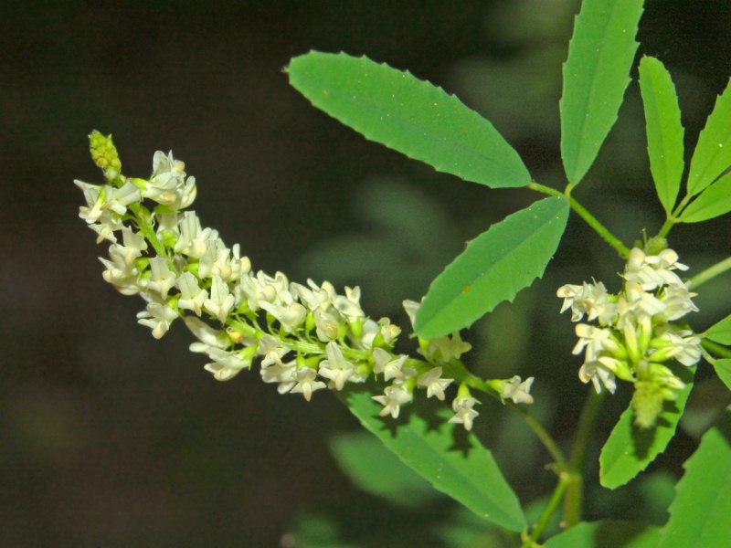 Trigonella alba (=Melilotus albus) / Meliloto bianco